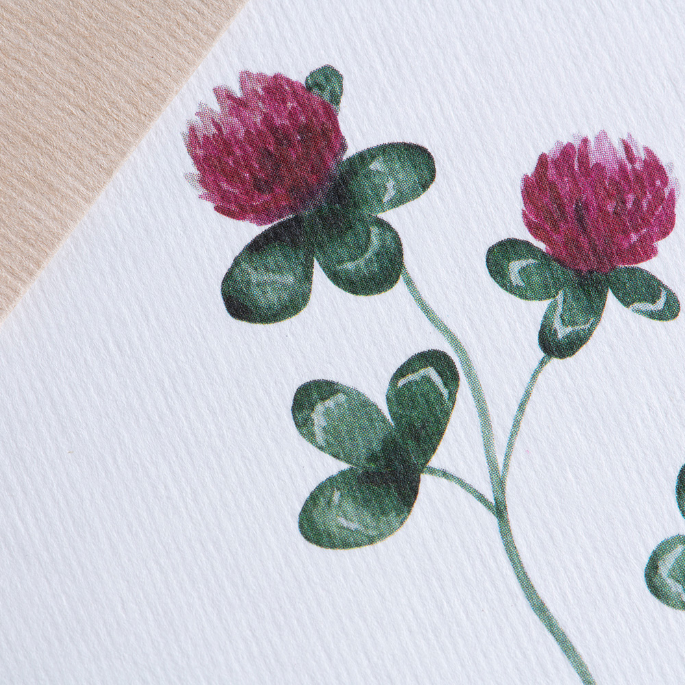 Greeting card Botanicals - Four-leafed lucky clover