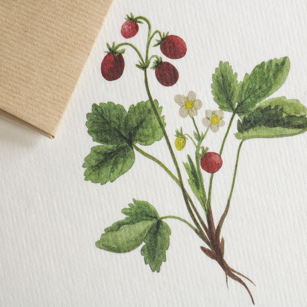 Greeting card Botanicals - sweet berry