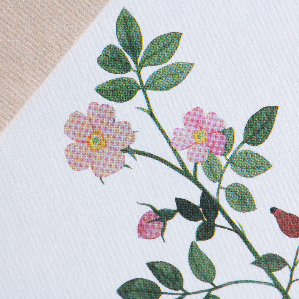 Greeting card Botanicals - Wild Rose